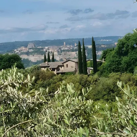Tra Gli Ulivi E Il Panorama *